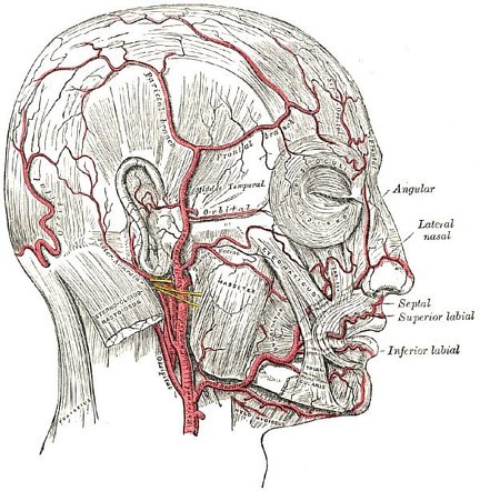 scalp-capillaries