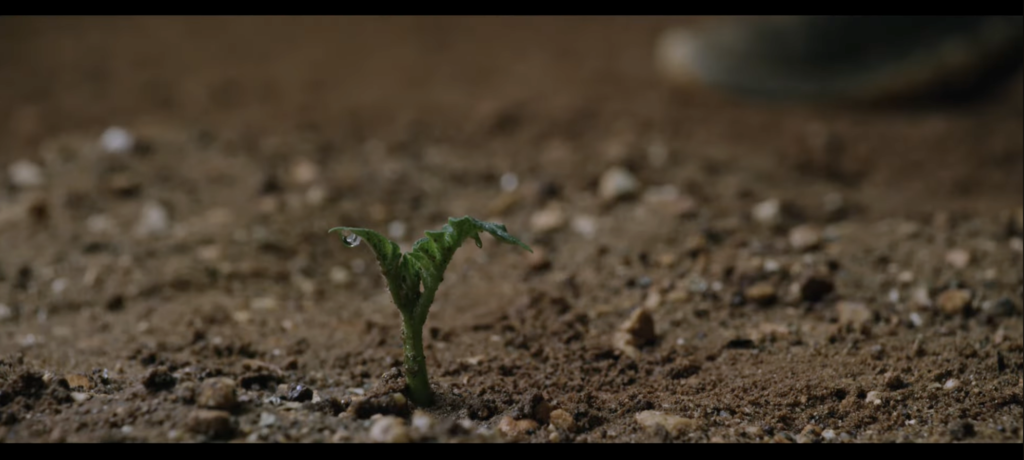火星で初めて発芽したジャガイモの芽の画像